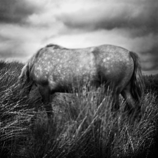 The Horse - SEEING THROUGH THE HEART