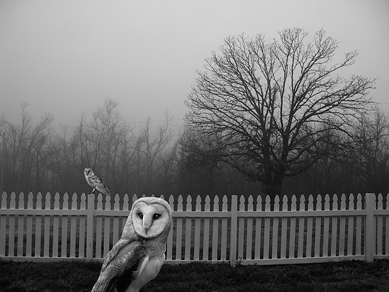 Barn Owls From the Woods - MEMORIES OF HOME