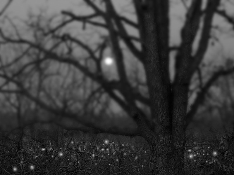 When the Fireflies Arrived - MEMORIES OF HOME
