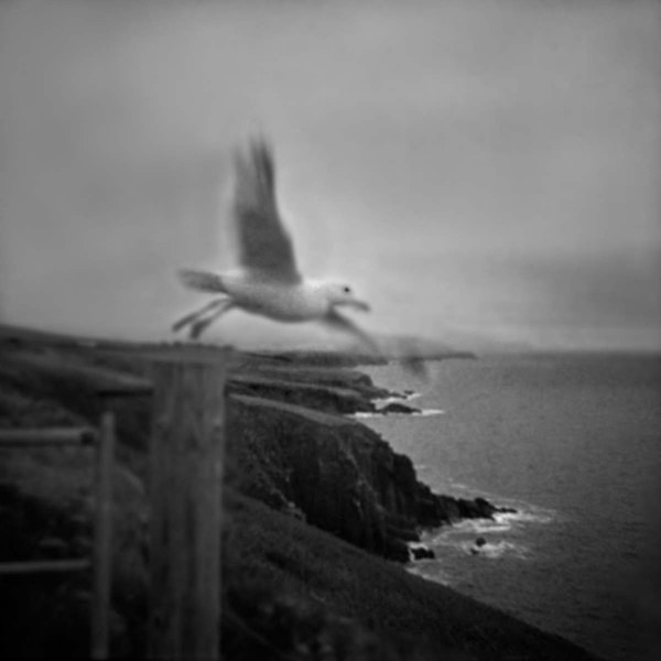 The Gull - SEEING THROUGH THE HEART