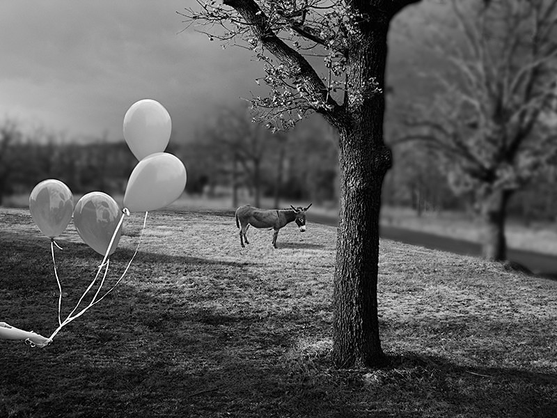 A Donkey for Every Party - MEMORIES OF HOME