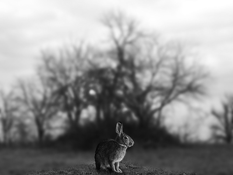 Out of the Thicket - MEMORIES OF HOME