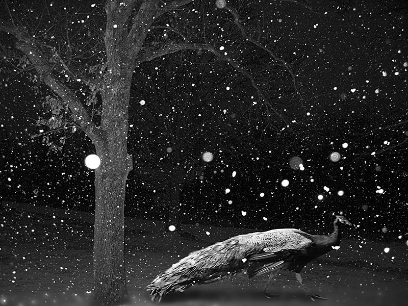 First Snow - MEMORIES OF HOME