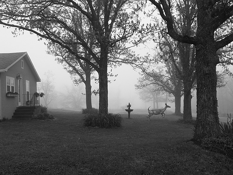 Early Morning Visitor - MEMORIES OF HOME