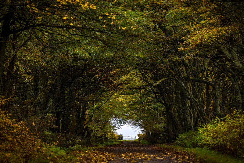 Olrig trees - Caithness