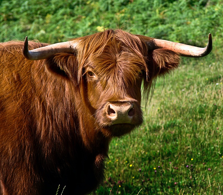 A real "ginger cow", Glen Lonan, Argyll.