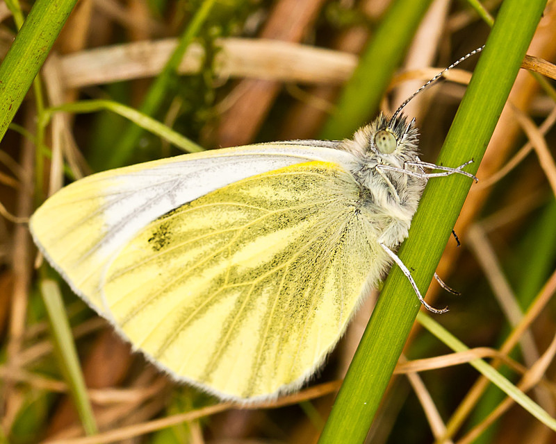 Green Veined White (female) - Macro Photography