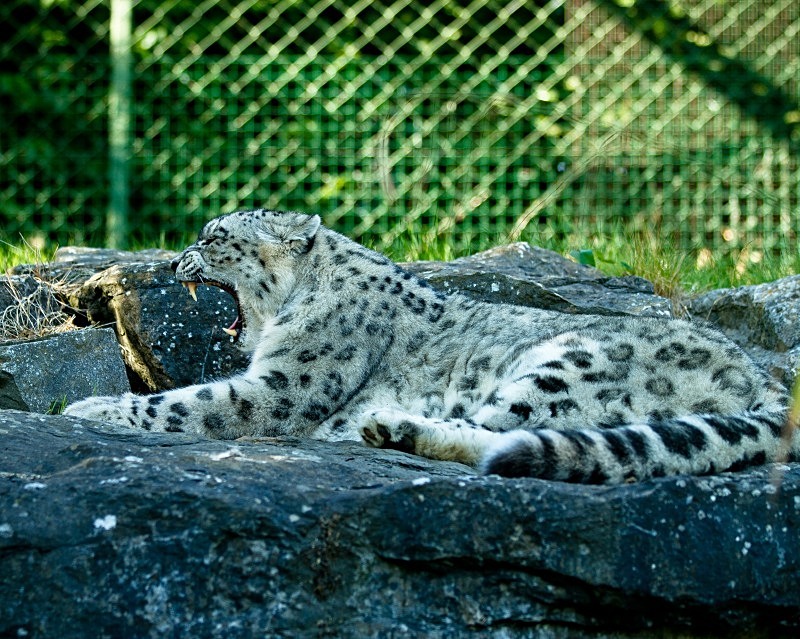 Snow Leopard - Animals in Captivity