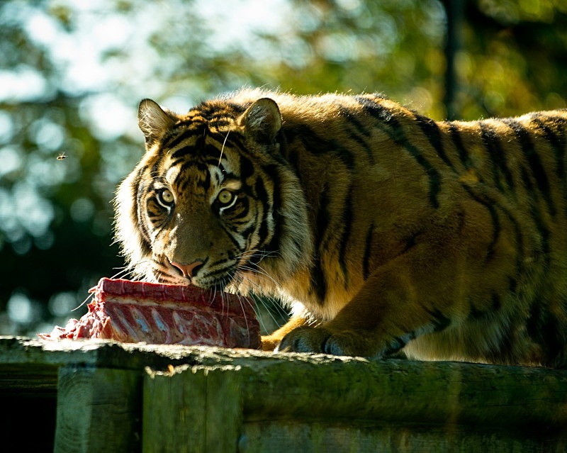 Sumatran Tiger. - Animals in Captivity