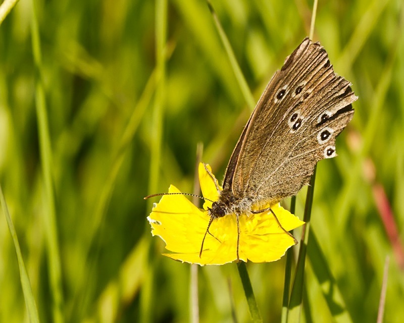 Speckled Wood - Macro Photography