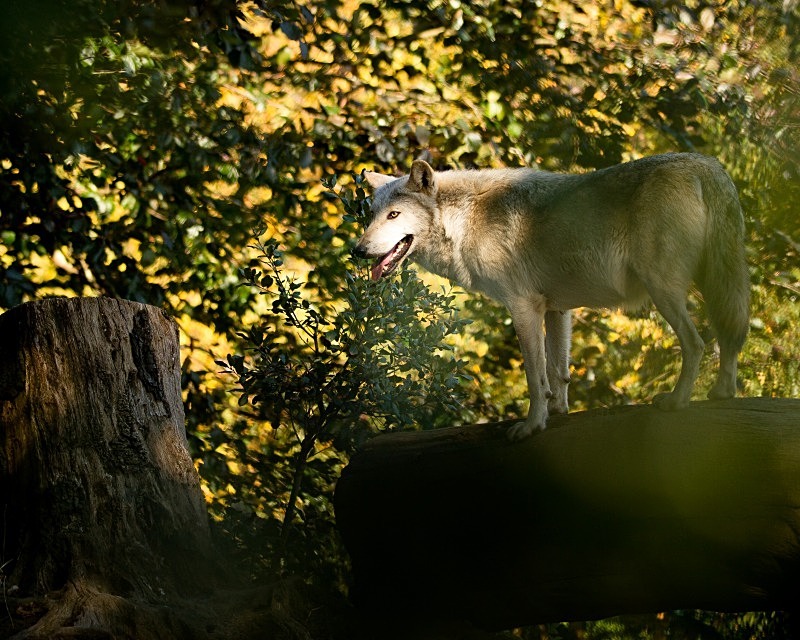 Grey Wolf - Animals in Captivity