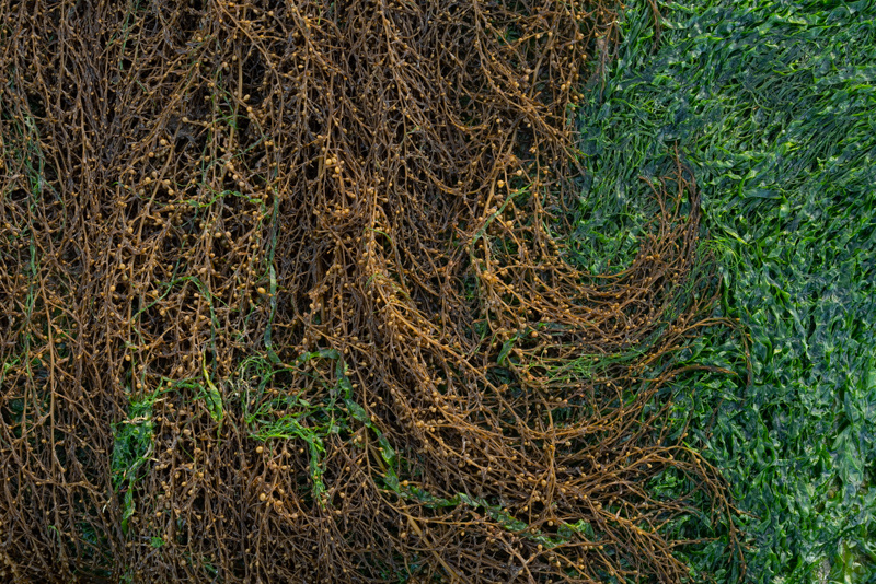 Rockweed 1 - Details