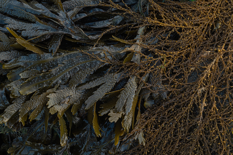 Rockweed 3 - Details