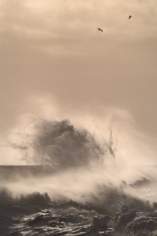 Opportunists - Sea