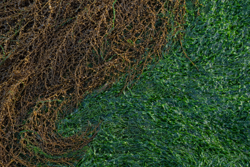 Rockweed 2 - Details