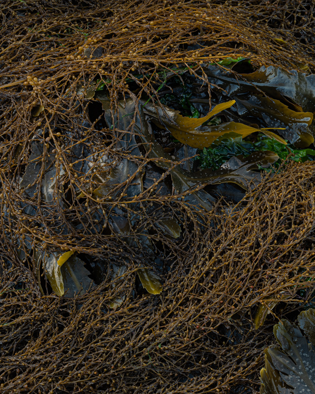 Rockweed 5 - Details