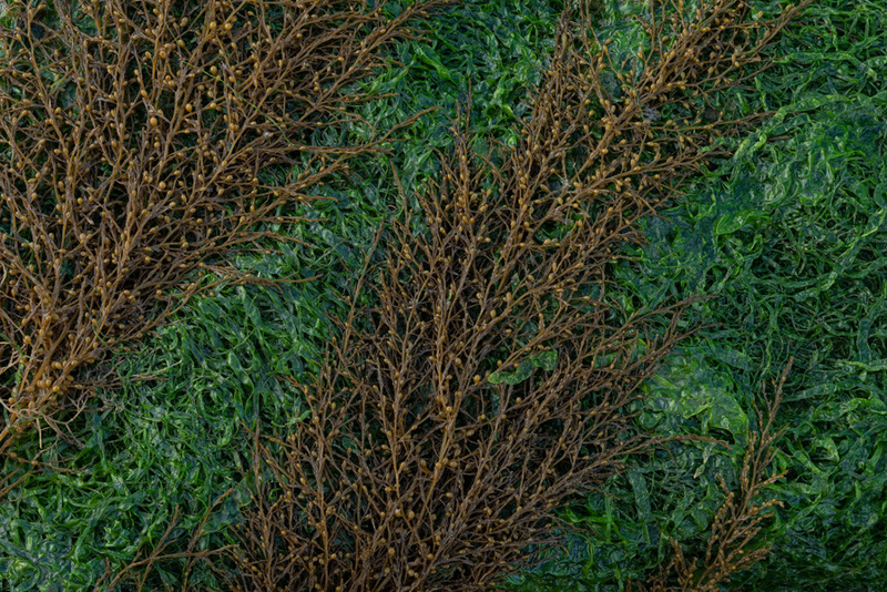 Rockweed 4 - Details