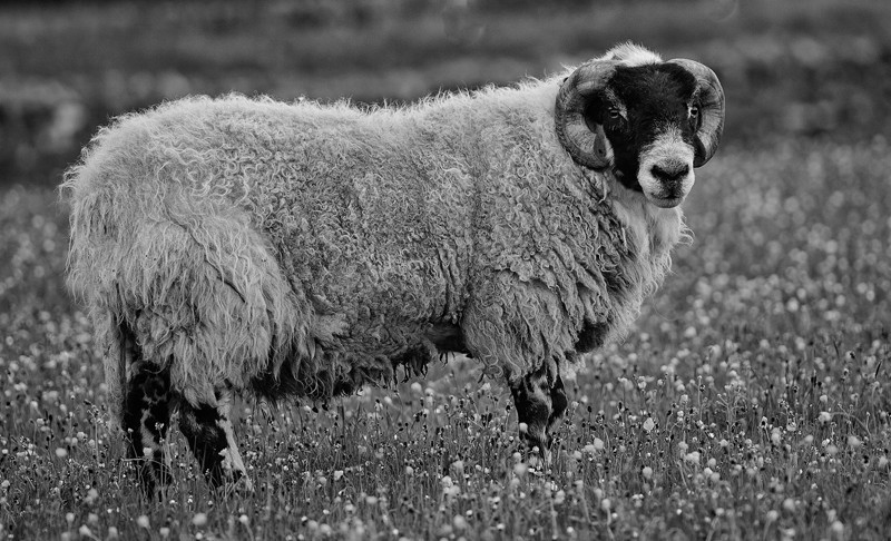 _D4R3867_bw - Blackface