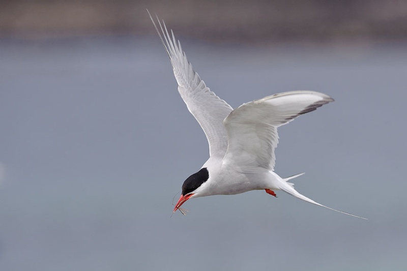  - Farne Isles