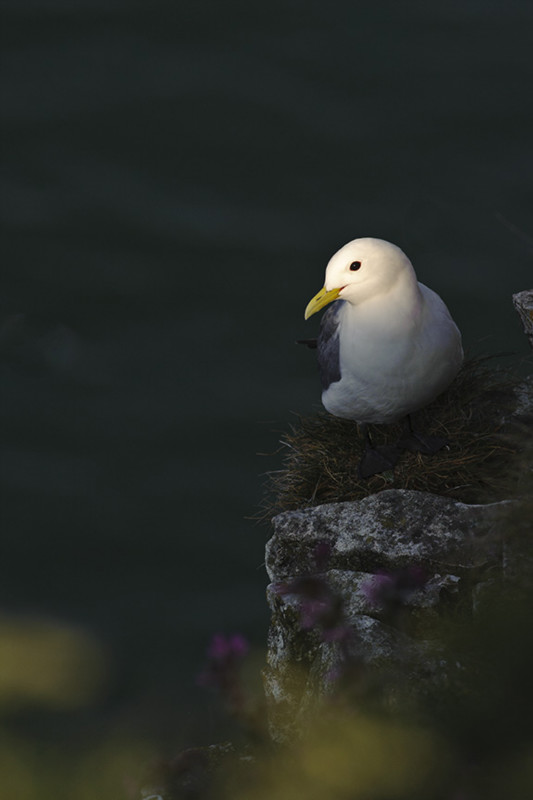  - Bempton Cliffs