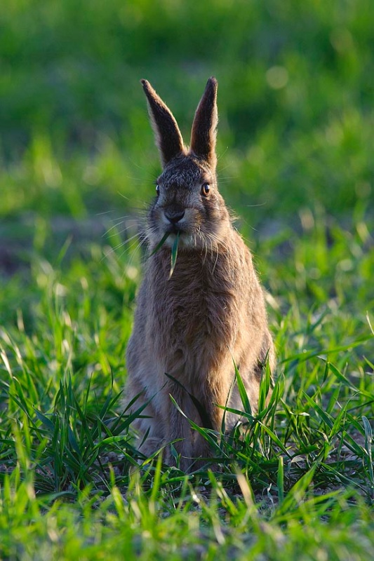  - Hares