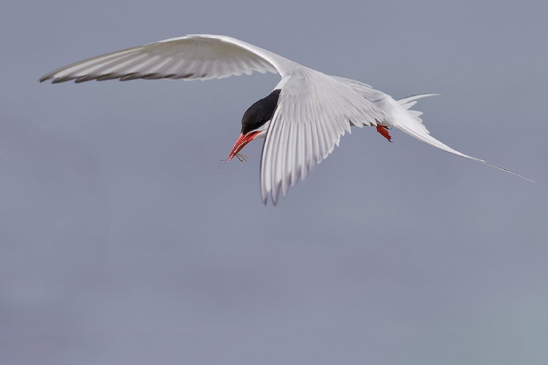  - Farne Isles