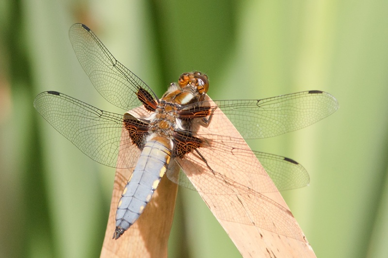  - Dragonflies