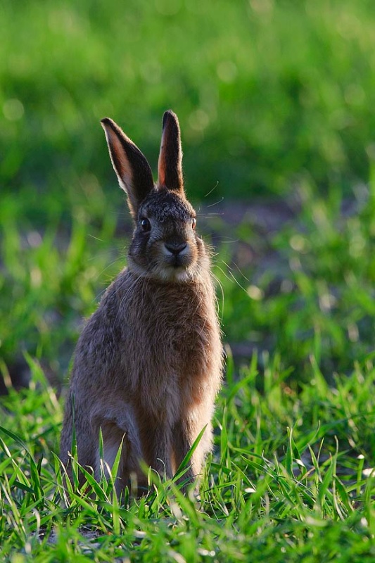  - Hares