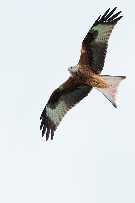  - Red Kites