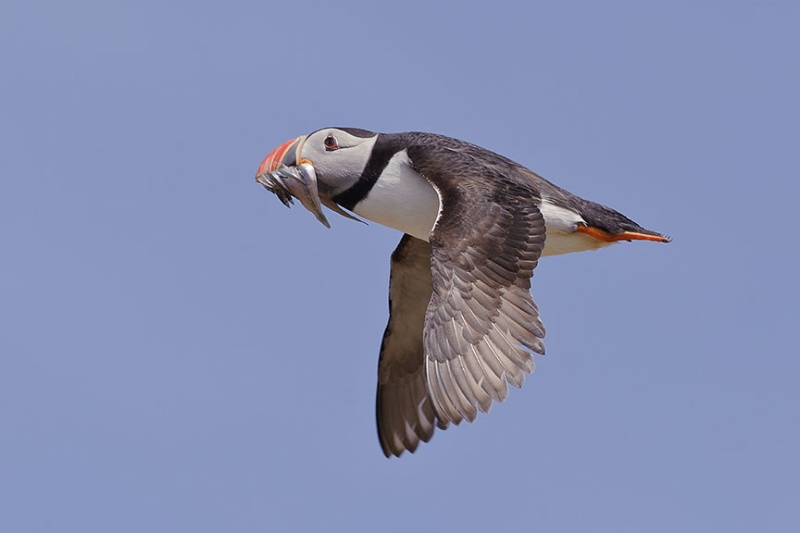  - Farne Isles