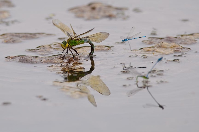  - Dragonflies