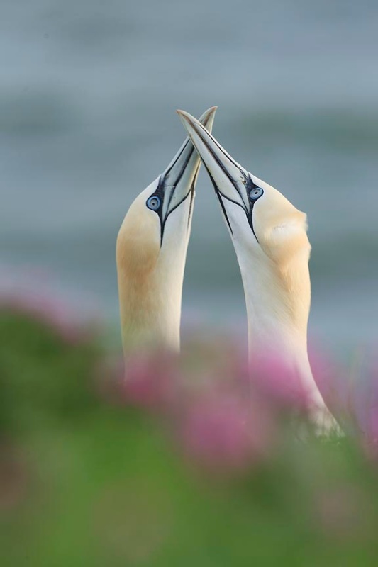  - Bempton Cliffs