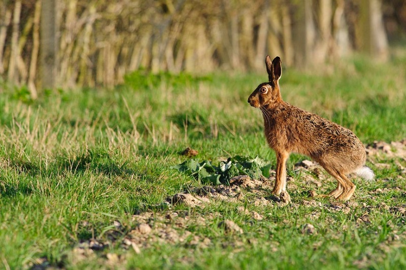  - Hares