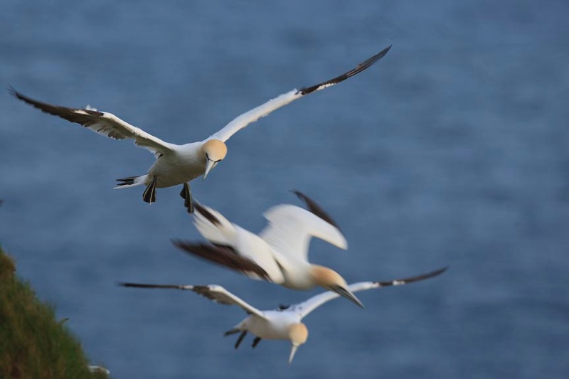  - Bempton Cliffs