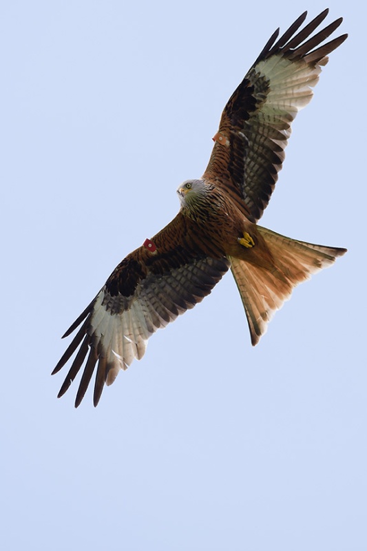  - Red Kites