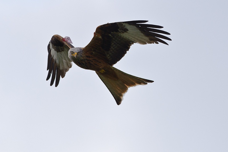  - Red Kites