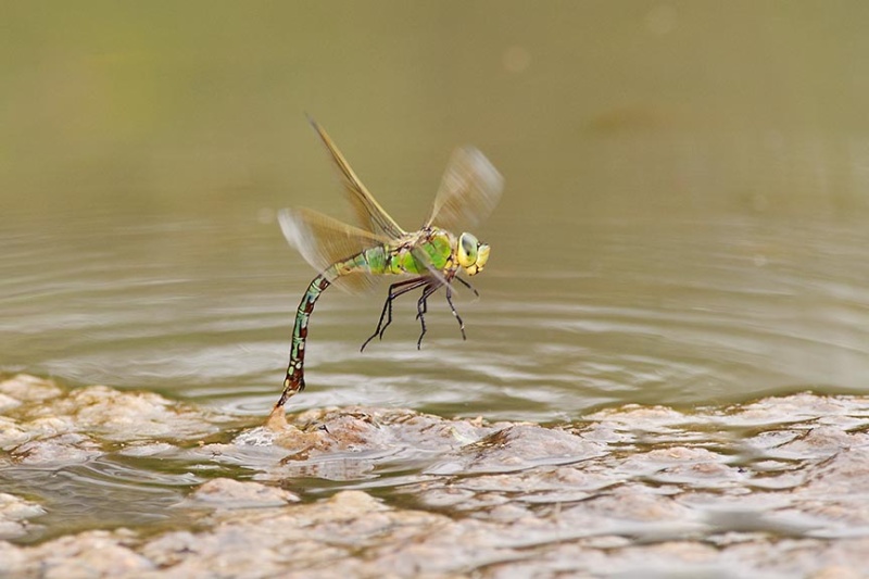  - Dragonflies