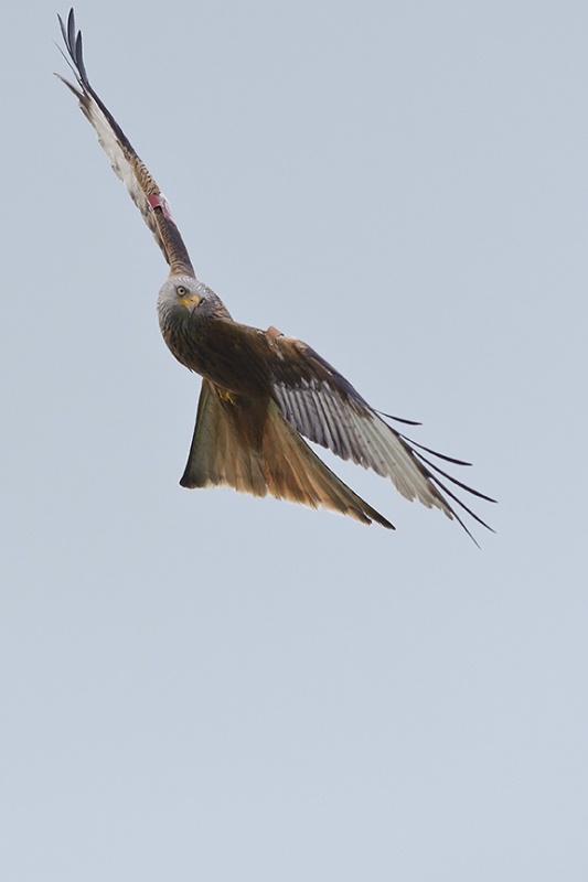  - Red Kites