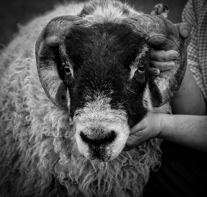 _D4R3773_bw - Blackface