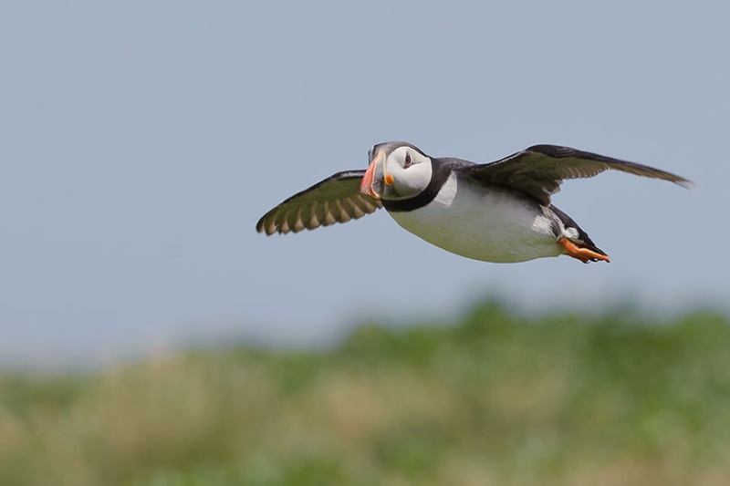 - Farne Isles