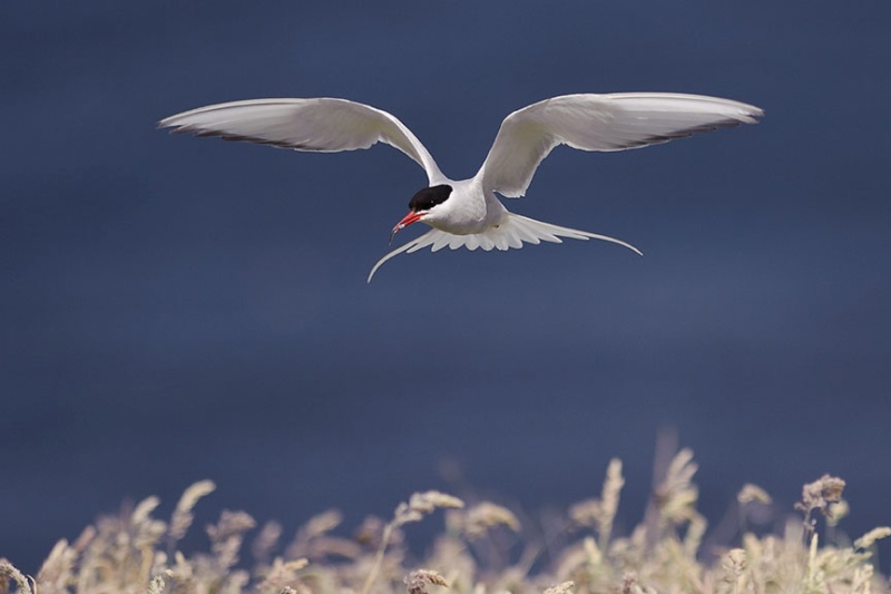  - Farne Isles