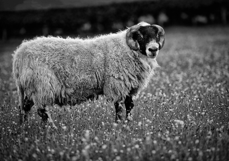 _D4R3882_bw - Blackface