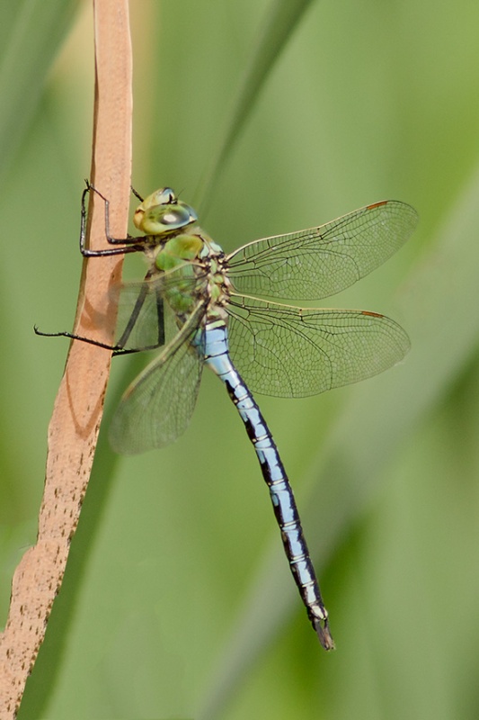  - Dragonflies