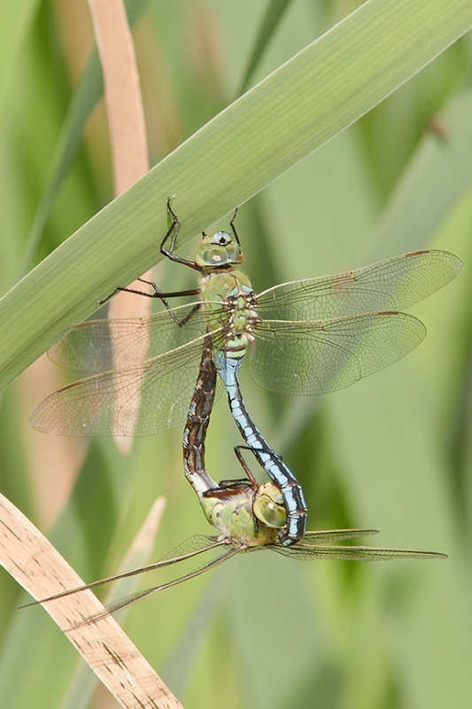  - Dragonflies