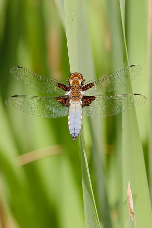  - Dragonflies