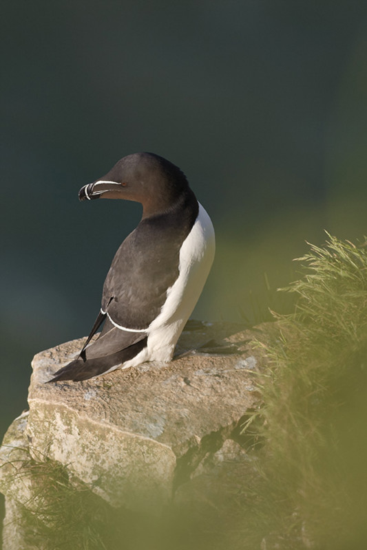  - Bempton Cliffs