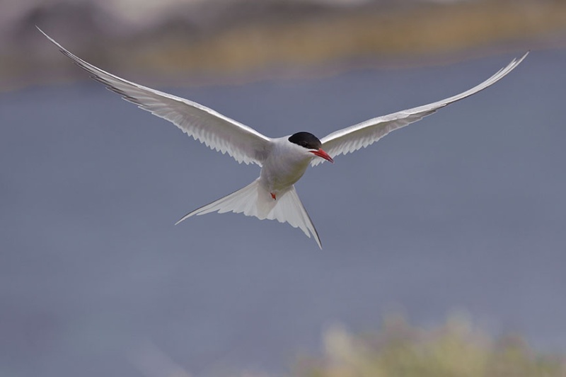  - Farne Isles