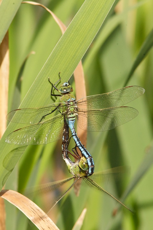  - Dragonflies