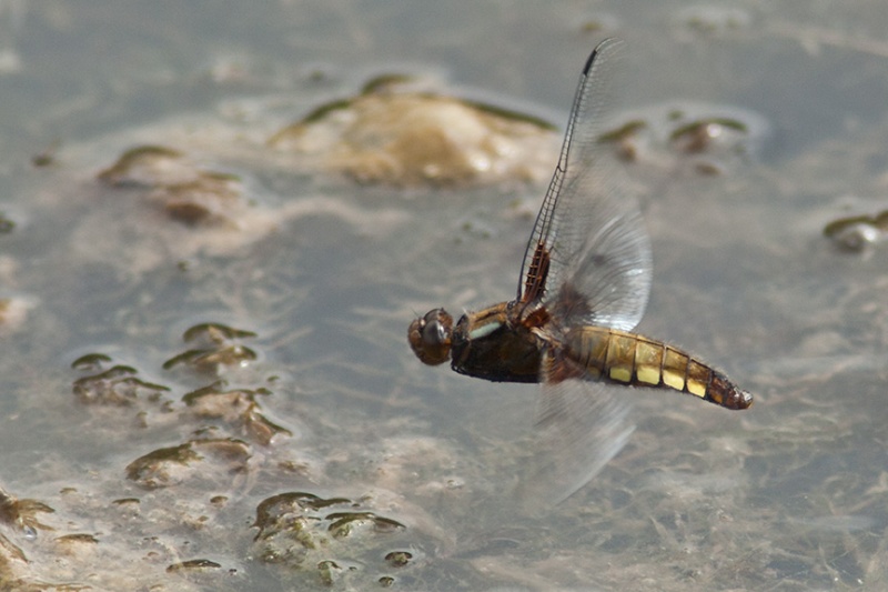  - Dragonflies