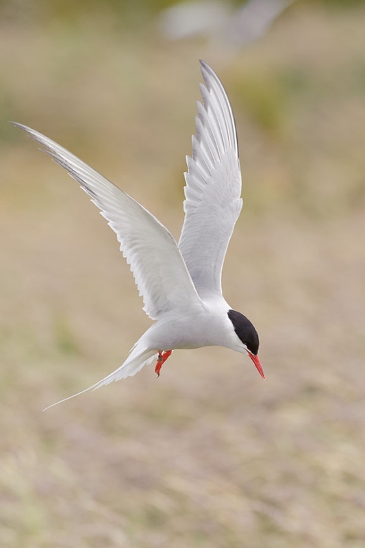  - Farne Isles